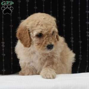 Gem, Mini Goldendoodle Puppy